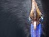 Cassowary (Genus: Casuarius) - Wiki