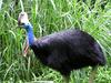 Southern Cassowary, Double-wattled Cassowary (Casuarius casuarius) - Wiki