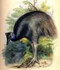 Dwarf Cassowary (Casuarius bennetti) - Wiki