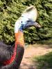 Northern Cassowary (Casuarius unappendiculatus) - Wiki