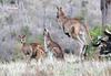 Eastern Grey Kangaroo (Macropus giganteus)
