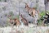 Eastern Grey Kangaroo (Macropus giganteus)