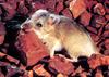 Western Pebble-mound Mouse (Pseudomys chapmani) - Wiki