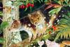 Eastern Quoll, Spotted Tailed Quoll (Dasyurus viverrinus)