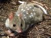 Eastern Quoll (Dasyurus viverrinus) - Wiki