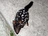 Eastern Quoll (Dasyurus viverrinus) black