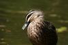 Pacific Black Duck (Anas superciliosa)