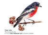 Flame Robin (Petroica phoenicea)