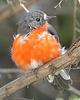 Flame Robin (Petroica phoenicea) - Wiki