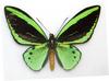 Common Green Birdwing (Ornithoptera priamus) - Wiki