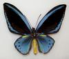 Common Green Birdwing (Ornithoptera priamus)