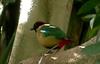 Noisy Pitta (Pitta versicolor) - Wiki