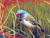 Zebra Finch (Taeniopygia guttata)