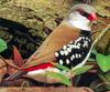 Diamond Firetail (Stagonopleura guttata) - Wiki