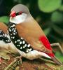 Diamond Firetail (Stagonopleura guttata)