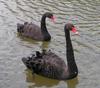 Black Swan (Cygnus atratus) - Wiki