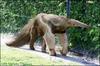 Giant Anteater (Myrmecophaga tridactyla) - Wiki