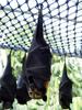 Spectacled Flying-fox (Pteropus conspicillatus) - Wiki