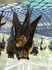 Spectacled Flying-fox (Pteropus conspicillatus) and baby