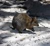 Quokka (Setonix brachyurus) - Wiki