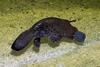 Platypus (Ornithorhynchus anatinus) - Wiki