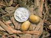 Duckbill Platypus (Ornithorhynchus anatinus) eggs