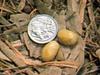 Duckbill Platypus (Ornithorhynchus anatinus) eggs