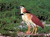 Nankeen Night-Heron (Nycticorax caledonicus) pair