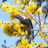 Honeyeater (Family: Meliphagidae) - Wiki