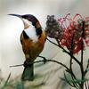 Eastern Spinebill (Acanthorhynchus tenuirostris) - Wiki