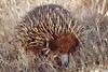 Short-beaked Echidna (Tachyglossus aculeatus) - Wiki