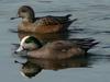 American Wigeon (Anas americana) - Wiki