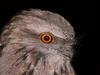 Tawny Frogmouth (Podargus strigoides) - Wiki