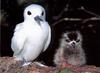 White Tern and chick (Gygis alba)