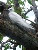 White Tern (Gygis alba) - Wiki