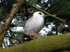 White Tern (Gygis alba) chick