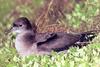 Short-tailed Shearwater (Puffinus tenuirostris) - Wiki