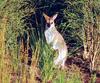 Red-necked Wallaby (Macropus rufogriseus)