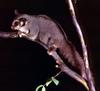 Sugar Glider (Petaurus breviceps)