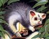 Greater Glider (Petauroides volans) - Wiki