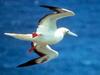 Red-footed Booby (Sula sula) - Wiki