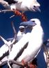 Red-footed Booby (Sula sula)