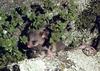 Mountain Pygmy Possum (Burramys parvus)