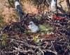 Wedge-tailed Eagle (Aquila audax) chick in nest