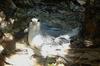 Red-tailed Tropicbird (Phaethon rubricauda) juvenile