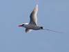 Red-tailed Tropicbird (Phaethon rubricauda) flying