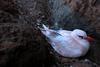 Red-tailed Tropicbird (Phaethon rubricauda) on nest