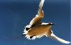 Tropicbird (Family: Phaethontidae, Genus: Phaethon) - Wiki