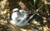 Red-billed Tropicbird (Phaethon aethereus) - Wiki