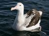 Wandering Albatross (Diomedea exulans)